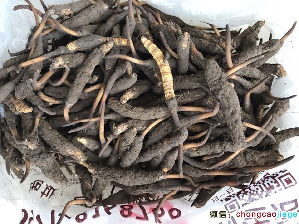 新鮮蟲草1條1克圖片 新鮮蟲草1條1克圖片