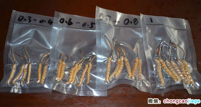 新鮮冬蟲夏草大小對比圖片 新鮮冬蟲夏草大小對比圖片