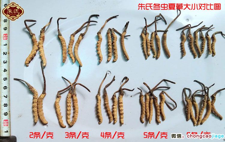 冬蟲夏草大小區別圖片 冬蟲夏草大小區別圖片