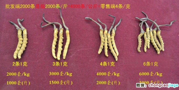冬蟲夏草大小對比圖片