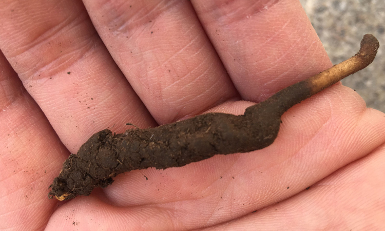 新鮮蟲(chóng)草圖片