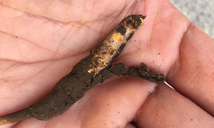 冬蟲(chóng)夏草外表白色菌絲圖片