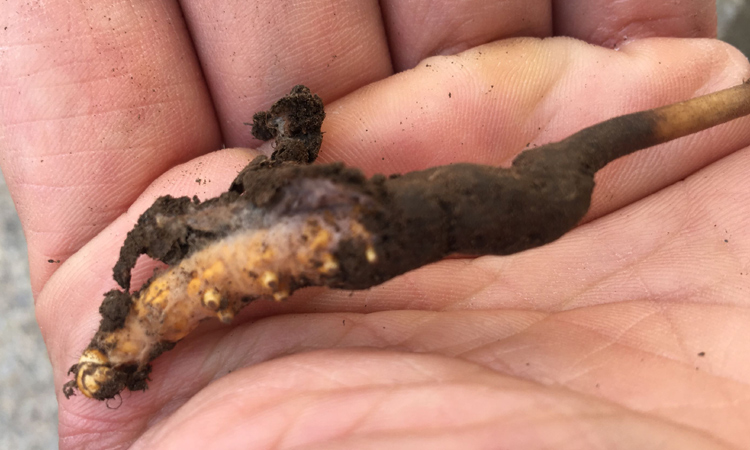 蟲(chóng)草蟲(chóng)體表面裹著白色菌絲體