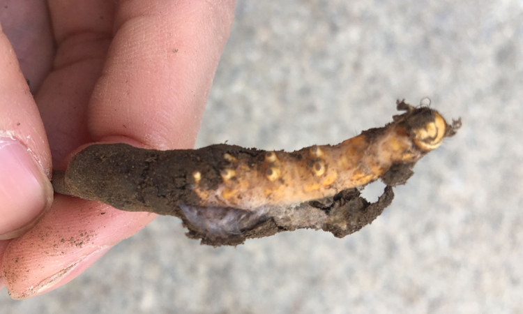 蟲(chóng)草真菌菌絲體圖片