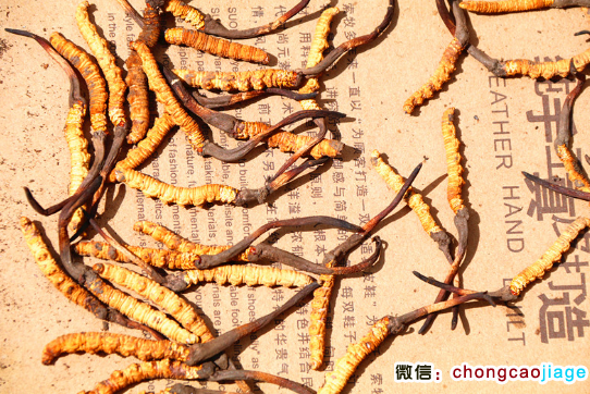 那曲冬蟲夏草圖片