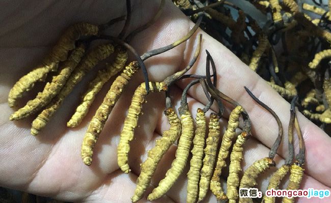 凍干蟲草圖片 凍干蟲草圖片