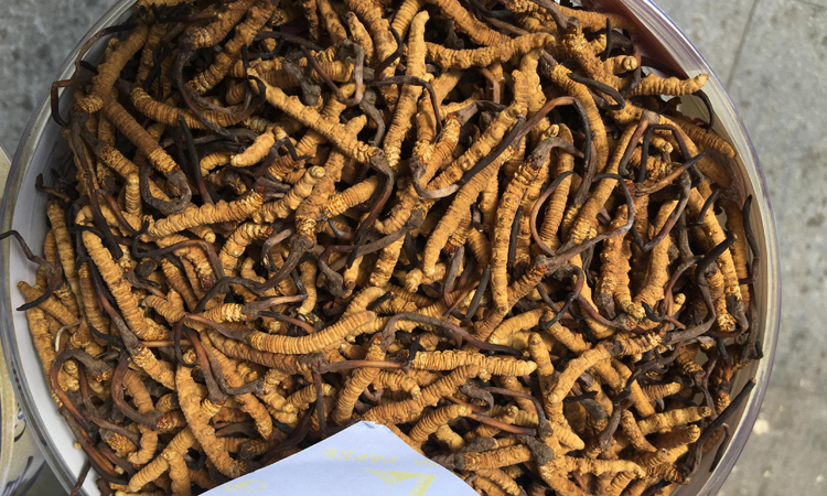優質精選冬蟲夏草圖片 優質精選冬蟲夏草圖片