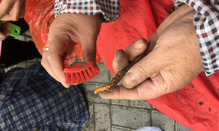 清理蟲體尾部泥土 清理蟲體尾部泥土