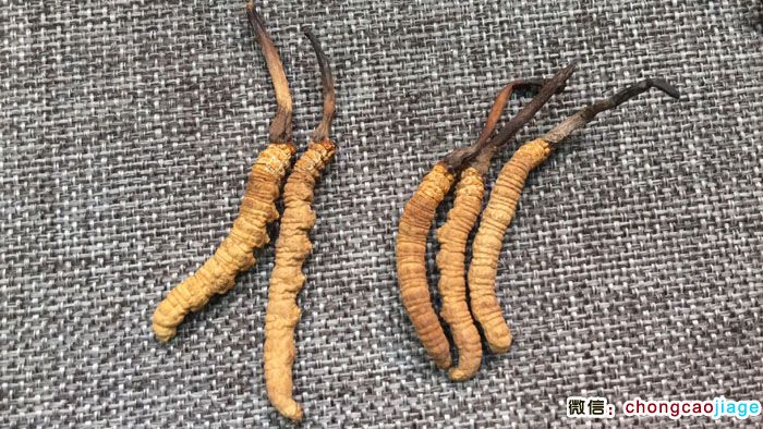 2條一克和3條一克冬蟲夏草大小對比圖片