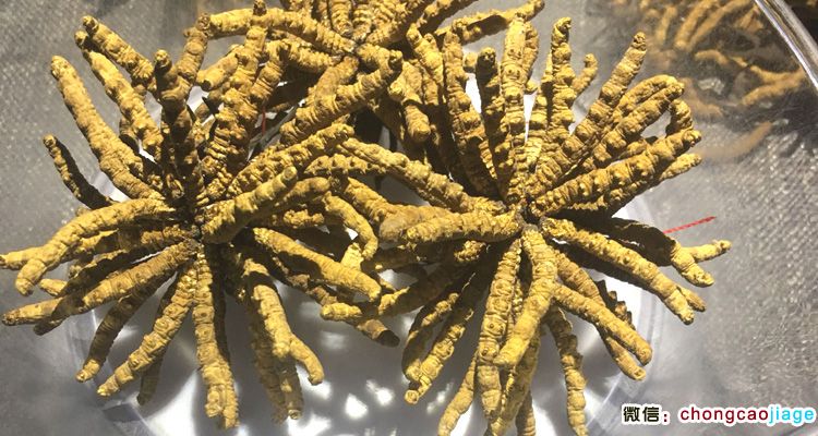 冬蟲夏草扎花圖片 冬蟲夏草扎花圖片