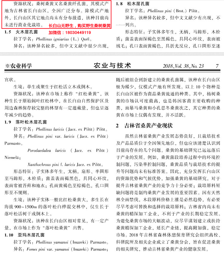 吉林人工桑黃產業現狀