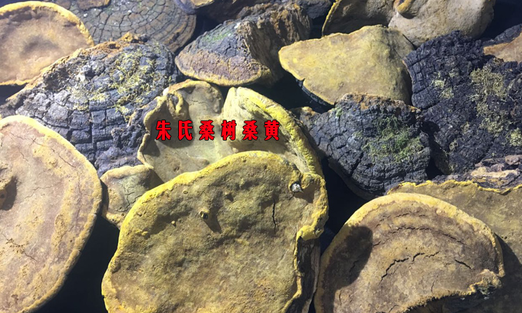 朱氏野生桑樹桑黃圖片 朱氏野生桑樹桑黃圖片