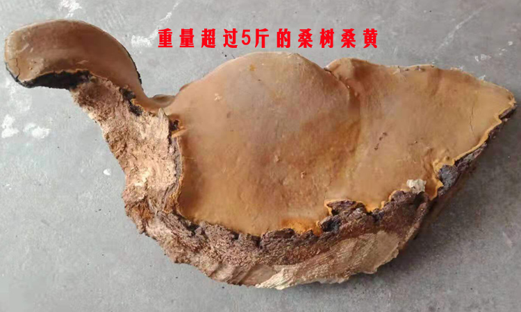 超過5斤的超大桑樹桑黃圖片 超過5斤的超大桑樹桑黃圖片