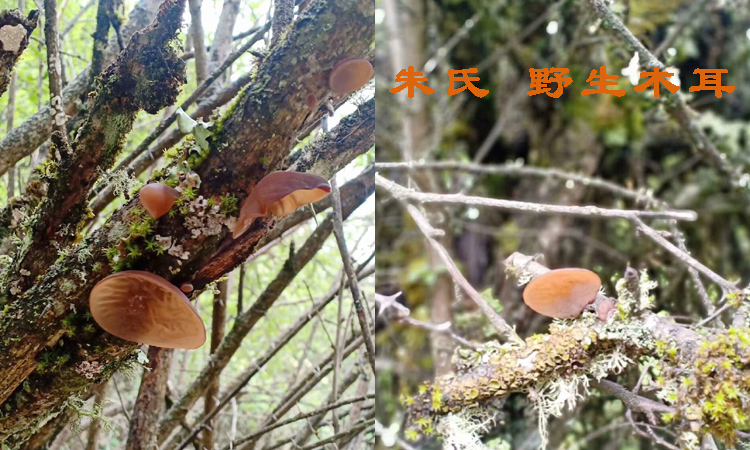 新鮮野生木耳圖片 新鮮野生木耳圖片