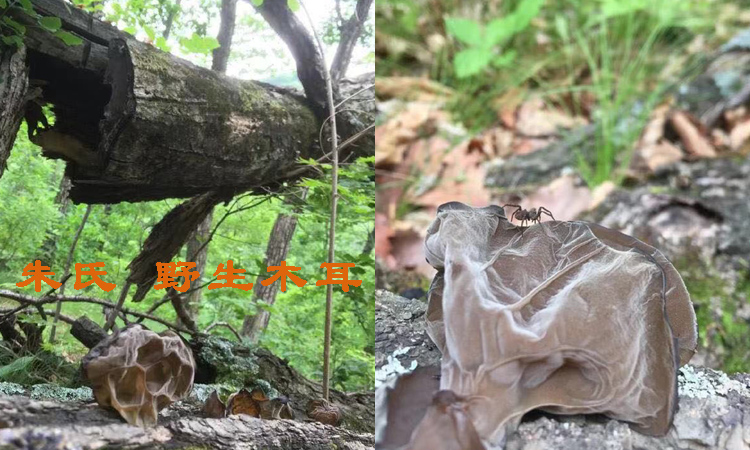 純野生木耳圖片 純野生木耳圖片