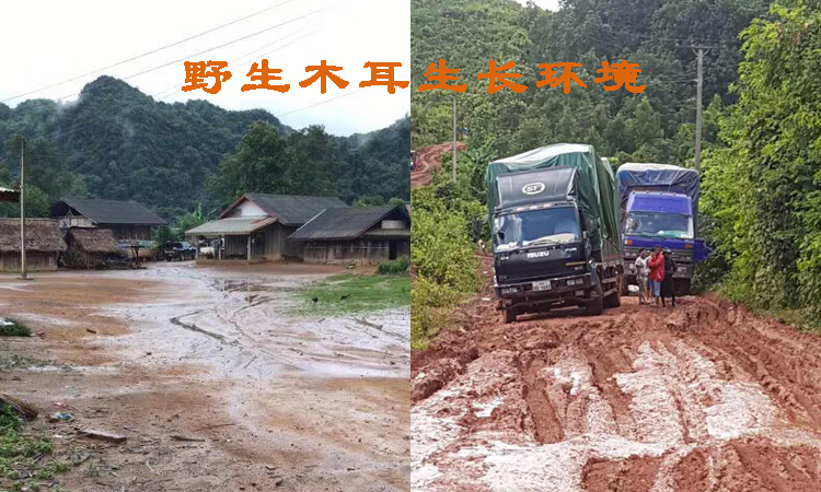 黑木耳生長地環境 黑木耳生長地環境