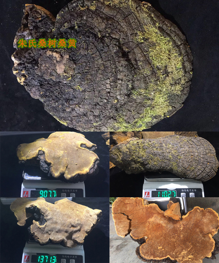 20年30年桑樹野生桑黃圖片 20年30年桑樹野生桑黃圖片