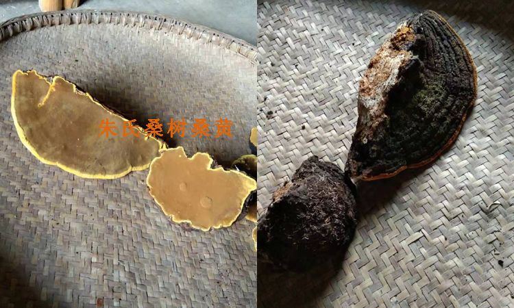 金邊桑樹桑黃圖片 金邊桑樹桑黃圖片