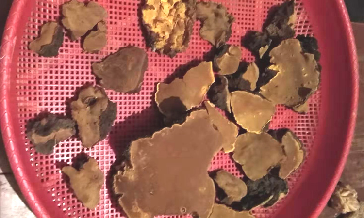 重慶巫溪桑樹桑黃圖片 重慶巫溪桑樹桑黃圖片