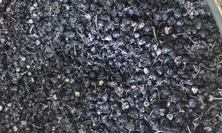 柴達木盆地野生黑枸杞圖片 柴達木盆地野生黑枸杞圖片