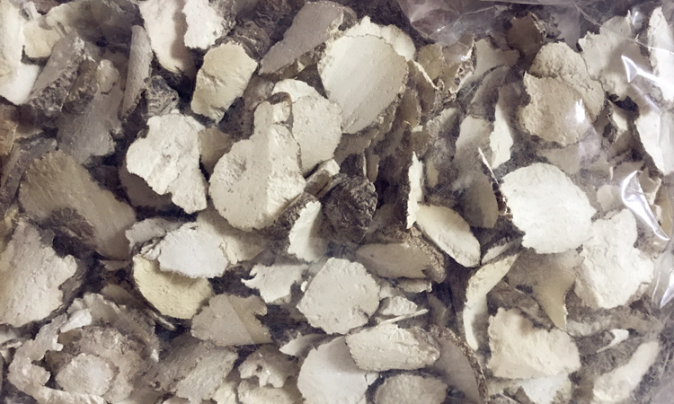 野生虎奶菌圖片