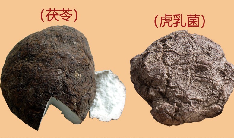 虎奶菌和茯苓的區別圖片