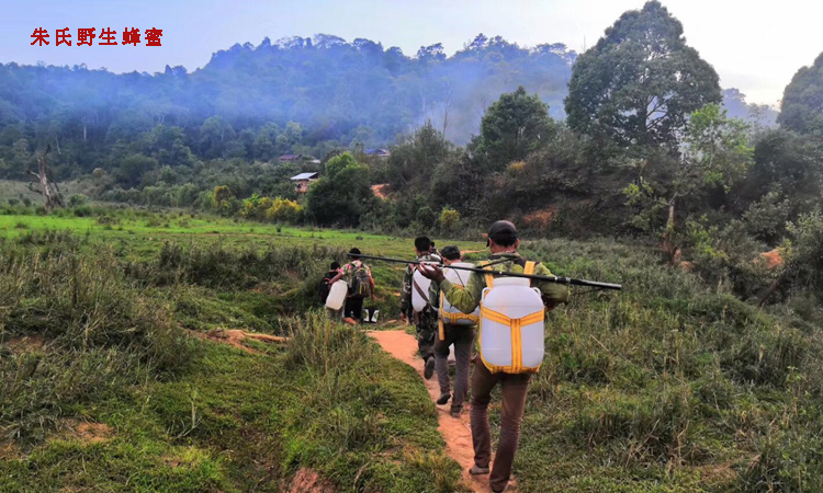 天然蜂蜜采摘團隊 天然蜂蜜采摘團隊