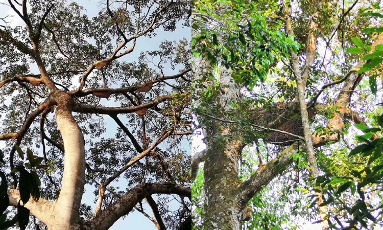 純天然蜂蜜之樹掛蜜 純天然蜂蜜之樹掛蜜