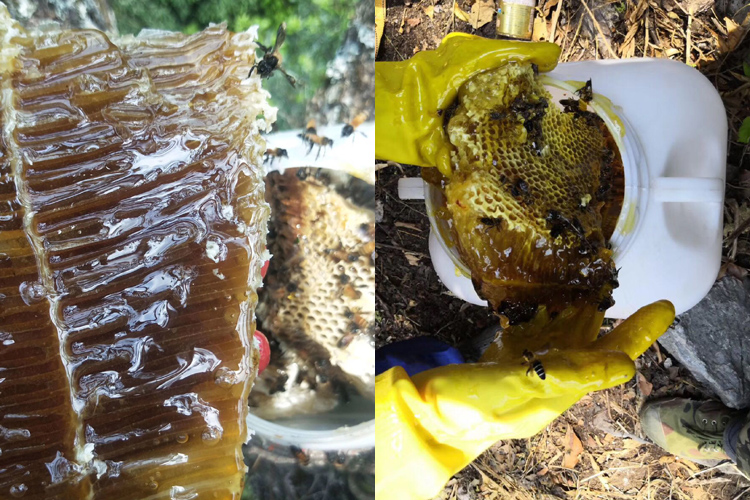 純天然蜂蜜近距離圖片 純天然蜂蜜近距離圖片