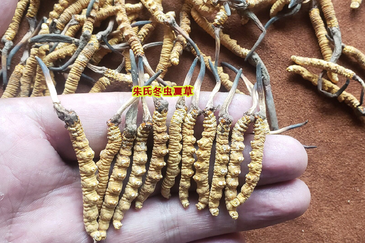 那曲冬蟲夏草圖片 那曲冬蟲夏草圖片