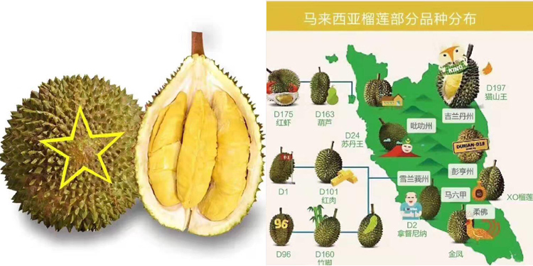 馬來(lái)西亞榴蓮介紹