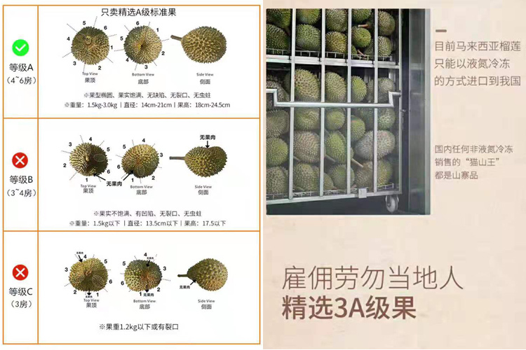 馬來(lái)西亞彭亨州勞勿縣榴蓮