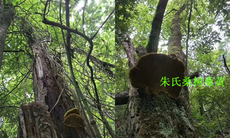 桑樹桑黃長在桑樹上的圖片 桑樹桑黃長在桑樹上的圖片