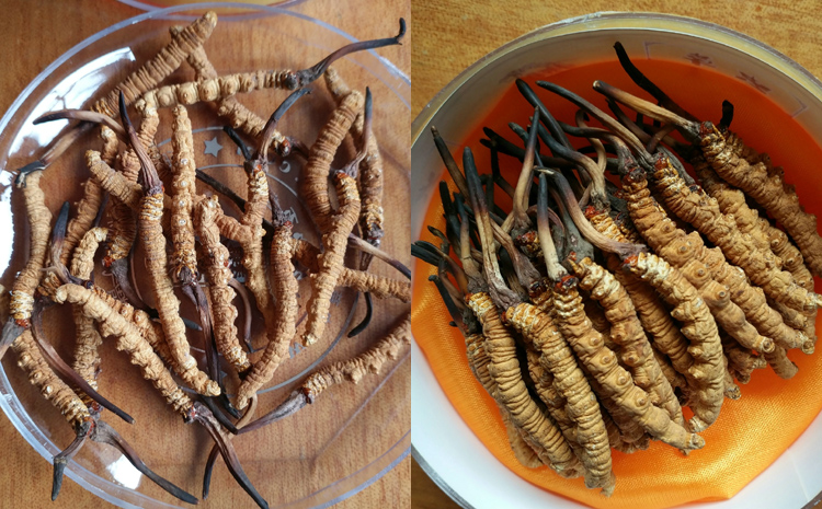 那曲縣那曲蟲草圖片 那曲縣那曲蟲草圖片