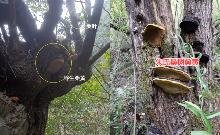 自然生長的野生桑黃圖片 自然生長的野生桑黃圖片