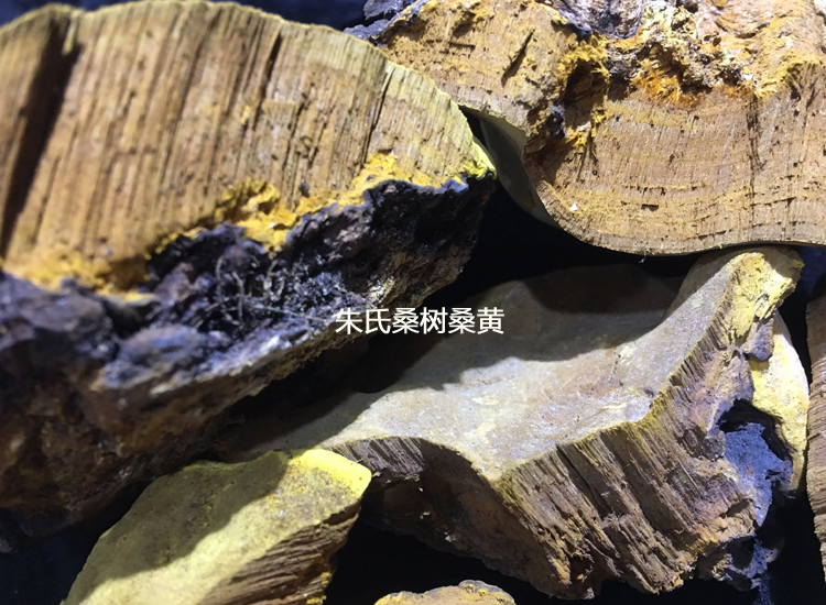 真正的野生桑黃切面圖片 真正的野生桑黃切面圖片