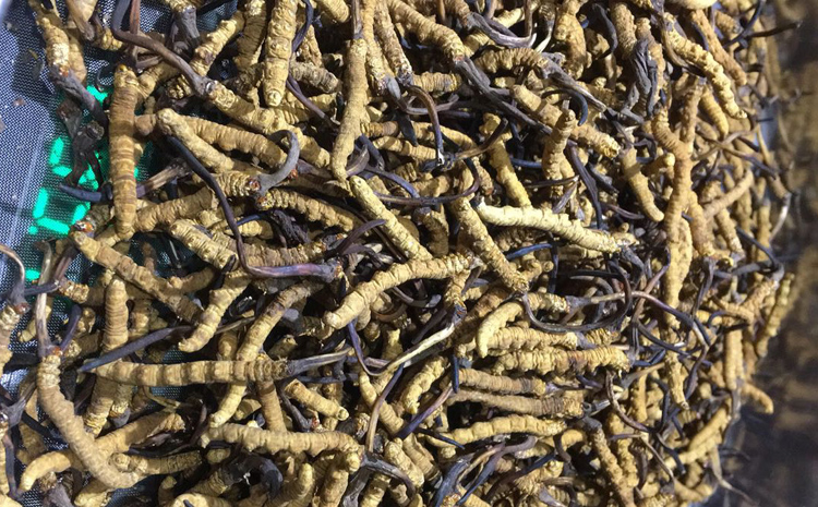 冬蟲夏草一克4根圖片