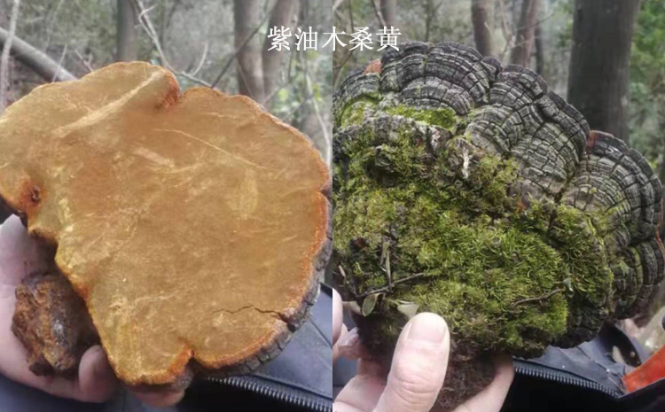 野生紫油桑黃圖片 野生紫油桑黃圖片