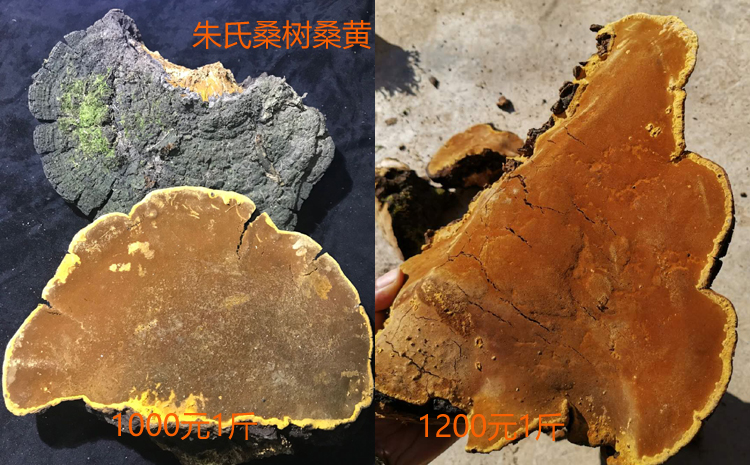 野生大桑樹桑黃圖片 野生大桑樹桑黃圖片