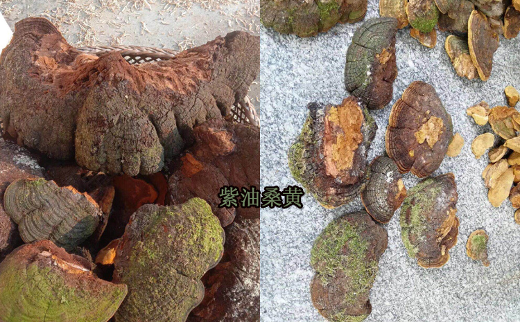 紫油黃圖片 紫油黃圖片