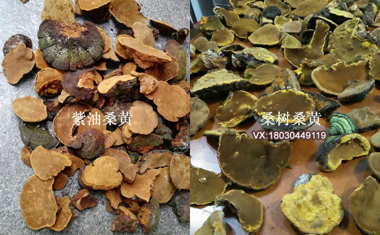 紫油黃和桑樹桑黃區(qū)別對(duì)比圖 紫油黃和桑樹桑黃區(qū)別對(duì)比圖