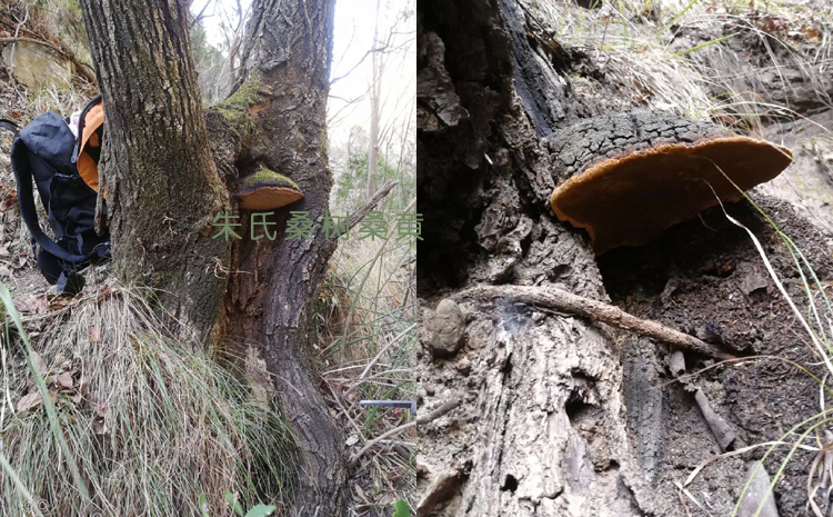 野生桑黃生長樹上的圖片2 野生桑黃生長樹上的圖片2
