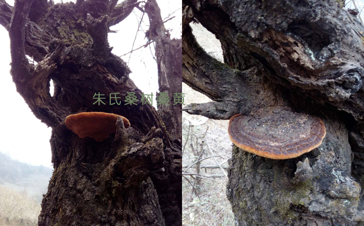 野生桑黃生長樹上的圖片3 野生桑黃生長樹上的圖片3