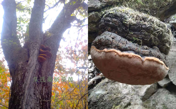 桑黃在野生桑樹上的圖片 桑黃在野生桑樹上的圖片