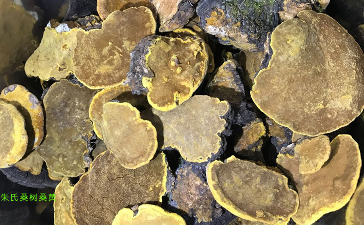 野生桑樹桑黃圖片