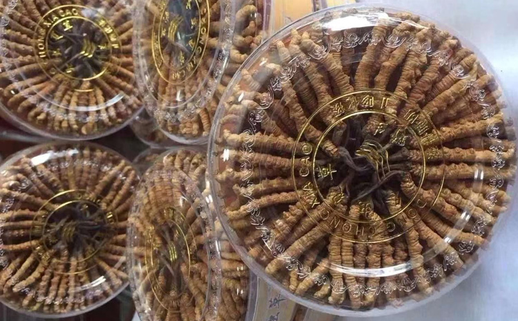 冬蟲夏草500克圖片 冬蟲夏草500克圖片