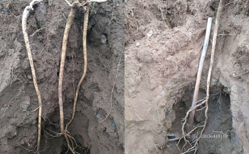 野生黃芪采挖圖片 野生黃芪采挖圖片