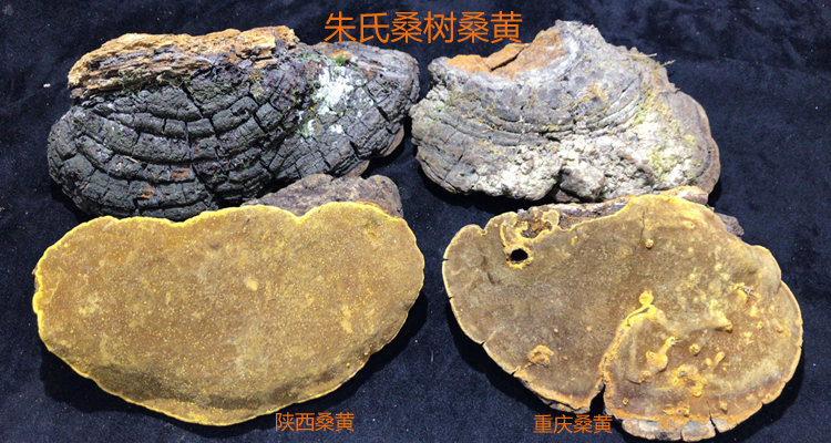 安康野生桑黃和重慶家桑桑黃對比圖 安康野生桑黃和重慶家桑桑黃對比圖