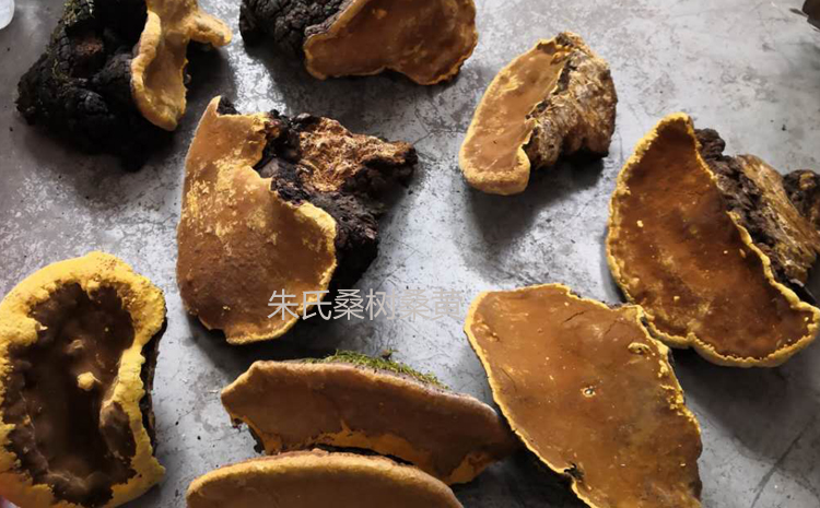 正宗野生桑黃圖片 正宗野生桑黃圖片