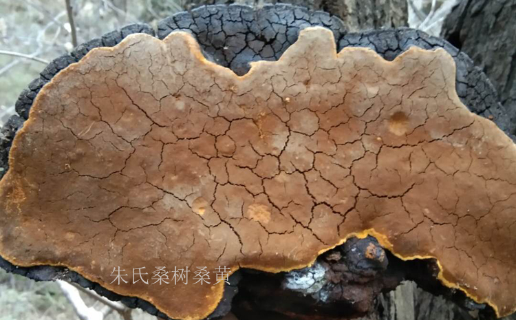 野生大桑黃圖片 野生大桑黃圖片